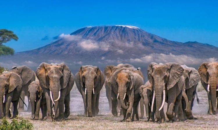 Amboseli National Park