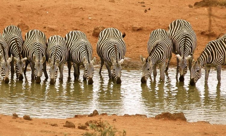 Tsavo National Park
